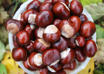 Horse-chestnuts maple leaves