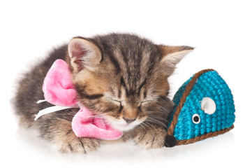 Cute little kitten