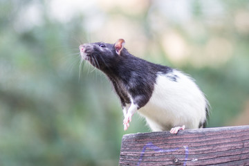 Black and white sewer rat outside beg