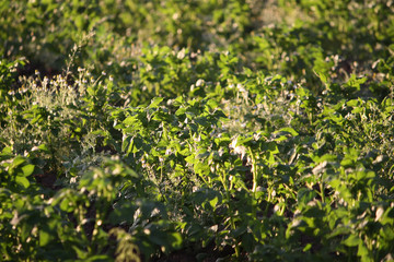 Grass in a sunlight
