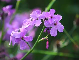Purple summer phloxes
