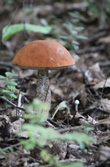Group of beautiful mushrooms