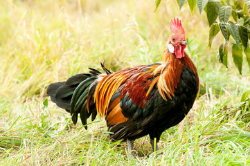 Rooster in grass