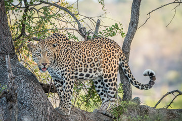 Leopard looking out of a tree.