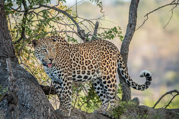 Leopard looking out of a tree.