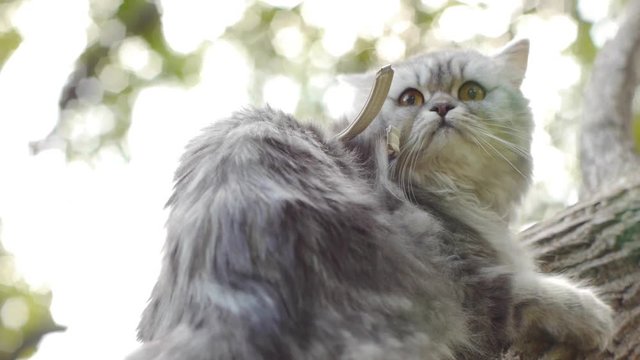 Cat sits on tree with fear