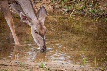 Female Kudu drinking water.