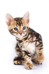 Funny Kitten Bengal cat (isolated on white)