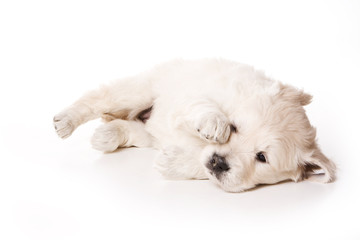 Puppy golden retriever dog (isolated on white)