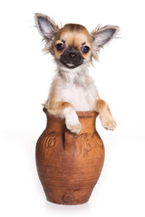 Chihuahua dog and a bowl (isolated on white)