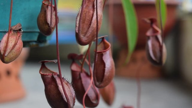 red pitcher Nepenthes kampotiana in the balcony