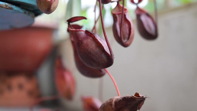 red pitcher Nepenthes kampotiana in the balcony