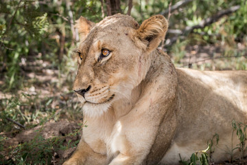 Close up of a Lioness.