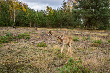 Deer on a meadow in a forest in wildlife refuge