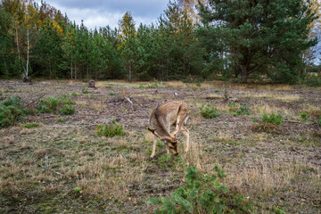 Deer on a meadow in a forest in wildlife refuge