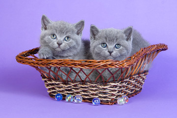 Fototapeta na wymiar Gray kitten British cat on a purple background