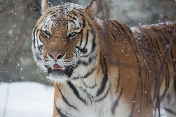 Bengal tiger in snow
