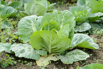 cabbage