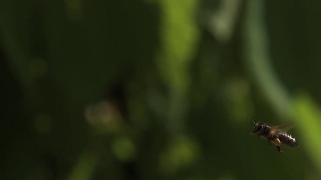 European Honey Bee, apis mellifera, Adult flying with  note full pollen baskets, Slow motion