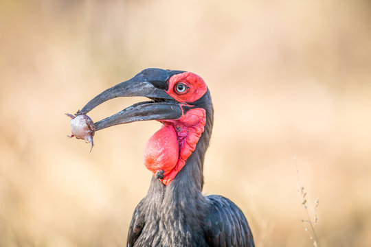 Southern ground hornbill with a Rain frog kill.