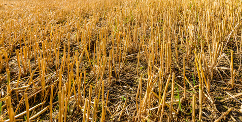 Fototapeta premium Forage maize stubble in the field from close