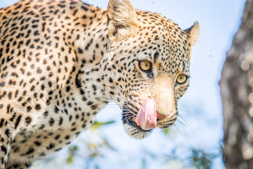Leopard licking himself.