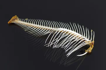 Photo sur Plexiglas Poisson fish bone