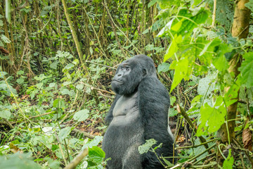 Silverback Mountain gorilla sitting in the forest.