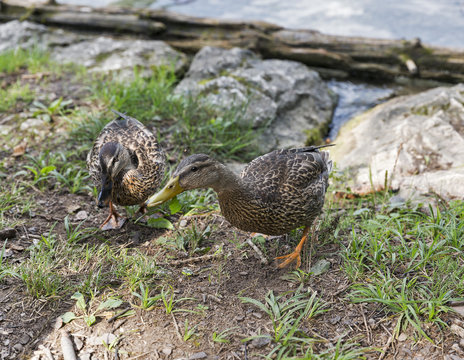 Wild ducks on lake Bled in Slovenia
