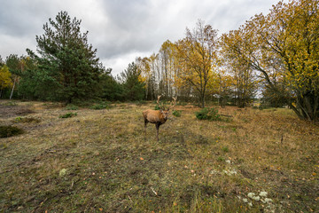 Fototapeta na wymiar Deer on a meadow in a forest in wildlife refuge