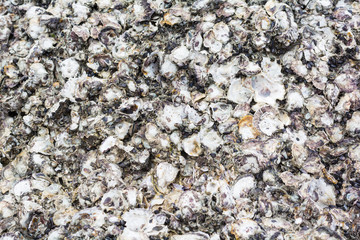 oysters background and texture