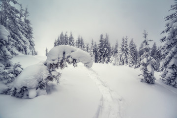 beautiful wintry landscape