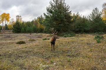 Deer on a meadow in a forest in wildlife refuge