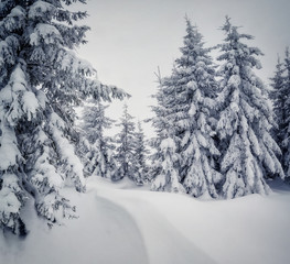 beautiful wintry landscape