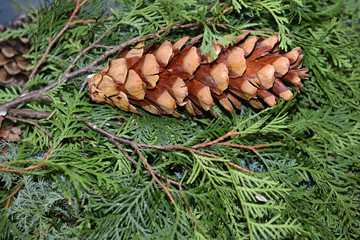 Natural Christmas background with pine needles and decorations