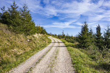 Fototapeta na wymiar Winding path through forest landscape