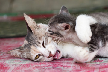 Small, cute, black and white kitten playing with its mother