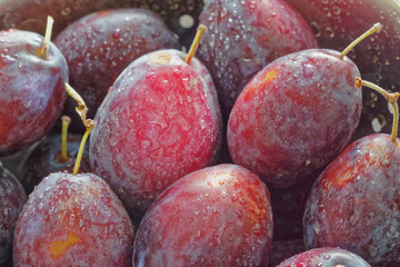 viele nasse Pflaumen ,nahaufnahme