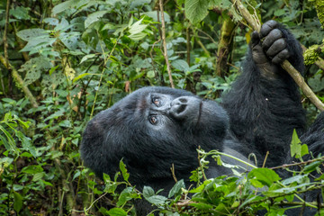 Obraz premium Silverback Mountain gorilla looking up.