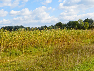 Obraz premium Wide meadow with the dry reed on autumn
