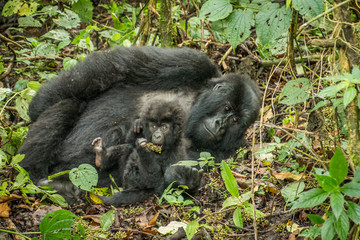 Baby Mountain gorilla laying with his mother in the leaves.