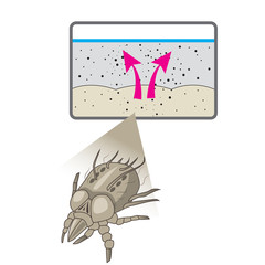 Dust Mite-Proof Pillow Cover And Mattress. Close up of a House Mite. Dust Mites Vector Pictures. Allergy Hives. Dust Mites Removal.
