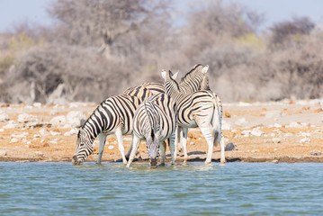 Fototapeta na wymiar Herd of Zebras drinking from waterhole. Wildlife Safari in the Etosha National Park, majestic travel destination in Namibia, Africa.