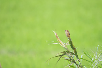 モズ(Bull-headed shrike)