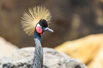 Black Crowned Crane (Balearica Pavonina) Bird