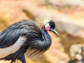Black Crowned Crane (Balearica Pavonina) Bird