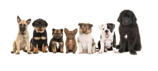 Group of zeven different puppies on a white background