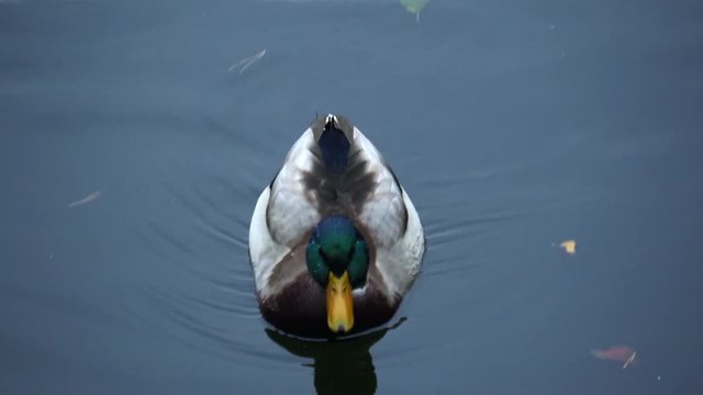 Wild ducks swimming on water surface