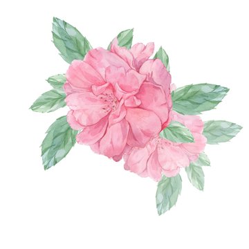 Wild rose. Watercolor illustration. Handmade drawing. Isolated on white. Element to design cards, posters.