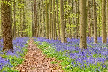 Fototapeta na wymiar Belgium forest hallerbos in the spring with english bluebells and a forest lane to the trees with fresh green leaves